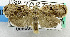  ( - USNM ENT 00800934)  @14 [ ] Unspecified (default): All Rights Reserved  Unspecified Unspecified