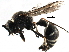  ( - BIOUG07148-B05)  @13 [ ] CreativeCommons - Attribution (2016) CBG Photography Group Centre for Biodiversity Genomics