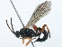 (Cratichneumon - BIOUG07148-E10)  @15 [ ] CreativeCommons - Attribution (2014) CBG Photography Group Centre for Biodiversity Genomics