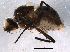  (Dolichotarsus - BIOUG07150-B11)  @14 [ ] CreativeCommons - Attribution (2014) CBG Photography Group Centre for Biodiversity Genomics