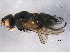  ( - BIOUG07150-E06)  @11 [ ] CreativeCommons - Attribution (2014) CBG Photography Group Centre for Biodiversity Genomics