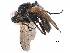  ( - BIOUG07196-B10)  @13 [ ] CreativeCommons - Attribution (2017) CBG Photography Group Centre for Biodiversity Genomics