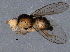  ( - BIOUG07222-C10)  @12 [ ] CreativeCommons - Attribution (2014) CBG Photography Group Centre for Biodiversity Genomics
