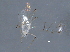  (Calaphis betulicola - BIOUG07277-A03)  @12 [ ] CreativeCommons - Attribution (2014) CBG Photography Group Centre for Biodiversity Genomics
