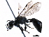  ( - BIOUG07373-C02)  @14 [ ] CreativeCommons - Attribution (2016) CBG Photography Group Centre for Biodiversity Genomics