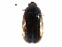  ( - BIOUG07426-A01)  @14 [ ] CreativeCommons - Attribution (2016) CBG Photography Group Centre for Biodiversity Genomics