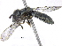 ( - BIOUG07427-F03)  @13 [ ] CreativeCommons - Attribution (2016) CBG Photography Group Centre for Biodiversity Genomics