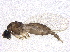  ( - BIOUG07399-G10)  @13 [ ] CreativeCommons - Attribution (2014) CBG Photography Group Centre for Biodiversity Genomics