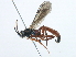  (Stenobarichneumon citator - BIOUG07534-F07)  @13 [ ] CreativeCommons - Attribution (2014) CBG Photography Group Centre for Biodiversity Genomics