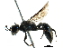  (Pemphredon menkei - BIOUG07654-E02)  @14 [ ] CreativeCommons - Attribution (2016) CBG Photography Group Centre for Biodiversity Genomics