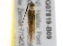  ( - BIOUG07819-B08)  @13 [ ] CreativeCommons - Attribution (2014) CBG Photography Group Centre for Biodiversity Genomics
