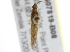  ( - BIOUG07819-B09)  @12 [ ] CreativeCommons - Attribution (2014) CBG Photography Group Centre for Biodiversity Genomics