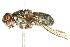  ( - BIOUG07705-G02)  @13 [ ] CreativeCommons - Attribution (2014) CBG Photography Group Centre for Biodiversity Genomics