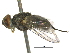  ( - BIOUG07705-H06)  @13 [ ] CreativeCommons - Attribution (2014) CBG Photography Group Centre for Biodiversity Genomics
