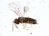 (Encarsia perniciosi - BIOUG07665-B08)  @14 [ ] CreativeCommons - Attribution (2014) CBG Photography Group Centre for Biodiversity Genomics