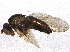  ( - BIOUG07706-C06)  @13 [ ] CreativeCommons - Attribution (2014) CBG Photography Group Centre for Biodiversity Genomics