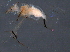  (Calaphis leonardi - BIOUG08435-G04)  @13 [ ] CreativeCommons - Attribution (2014) CBG Photography Group Centre for Biodiversity Genomics