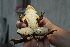  (Pelophylax kurtmuelleri - HRWF7_8)  @11 [ ] CreativeCommons - Attribution Non-Commercial Share-Alike (2021) Unspecified Varazdin City Museum