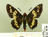  ( - HESP-EB 00 103)  @13 [ ] Copyright (2010) Unspecified Research Collection of Ernst Brockmann