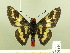  ( - HESP-EB 00 104)  @13 [ ] Copyright (2010) Unspecified Research Collection of Ernst Brockmann