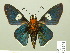  (Yanguna tetricus - HESP-EB 01 094)  @11 [ ] Copyright (2010) Ernst Brockmann Research Collection of Ernst Brockmann