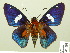  ( - HESP-EB 01 095)  @15 [ ] Copyright (2010) Ernst Brockmann Research Collection of Ernst Brockmann
