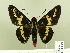 ( - HESP-EB 00 195)  @14 [ ] Copyright (2010) Unspecified Research Collection of Ernst Brockmann