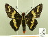  ( - HESP-EB 00 196)  @13 [ ] Copyright (2010) Unspecified Research Collection of Ernst Brockmann