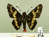  ( - HESP-EB 00 202)  @13 [ ] Copyright (2010) Unspecified Research Collection of Ernst Brockmann