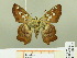  ( - HESP-EB 00 211)  @12 [ ] Copyright (2010) Unspecified Research Collection of Ernst Brockmann