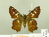  ( - HESP-EB 00 211)  @13 [ ] Copyright (2010) Unspecified Research Collection of Ernst Brockmann