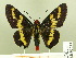  ( - HESP-EB 00 213)  @13 [ ] Copyright (2010) Unspecified Research Collection of Ernst Brockmann