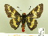  ( - HESP-EB 00 214)  @13 [ ] Copyright (2010) Unspecified Research Collection of Ernst Brockmann
