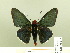  ( - HESP-EB 00 215)  @14 [ ] Copyright (2010) Unspecified Research Collection of Ernst Brockmann