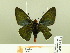  ( - HESP-EB 00 216)  @13 [ ] Copyright (2010) Unspecified Research Collection of Ernst Brockmann