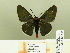  ( - HESP-EB 00 217)  @13 [ ] Copyright (2010) Unspecified Research Collection of Ernst Brockmann