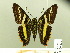  ( - HESP-EB 00 227)  @14 [ ] Copyright (2010) Unspecified Research Collection of Ernst Brockmann