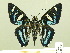  ( - HESP-EB 00 241)  @14 [ ] Copyright (2010) Unspecified Research Collection of Ernst Brockmann