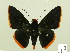  ( - HESP-EB 00 274)  @14 [ ] Copyright (2010) Unspecified Research Collection of Ernst Brockmann
