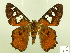  ( - HESP-EB 00 315)  @13 [ ] Copyright (2010) Unspecified Research Collection of Ernst Brockmann