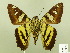  ( - HESP-EB 00 320)  @12 [ ] Copyright (2010) Unspecified Research Collection of Ernst Brockmann