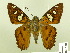  ( - HESP-EB 00 320)  @12 [ ] Copyright (2010) Unspecified Research Collection of Ernst Brockmann