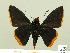  ( - HESP-EB 00 335)  @13 [ ] Copyright (2010) Unspecified Research Collection of Ernst Brockmann