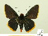  ( - HESP-EB 00 339)  @13 [ ] Copyright (2010) Unspecified Research Collection of Ernst Brockmann