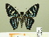  ( - HESP-EB 00 356)  @13 [ ] Copyright (2010) Unspecified Research Collection of Ernst Brockmann