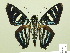 ( - HESP-EB 00 357)  @14 [ ] Copyright (2010) Unspecified Research Collection of Ernst Brockmann