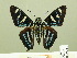  ( - HESP-EB 00 361)  @13 [ ] Copyright (2010) Unspecified Research Collection of Ernst Brockmann