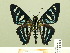  ( - HESP-EB 00 368)  @14 [ ] Copyright (2010) Unspecified Research Collection of Ernst Brockmann