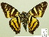  ( - HESP-EB 00 374)  @14 [ ] Copyright (2010) Unspecified Research Collection of Ernst Brockmann