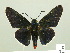  ( - HESP-EB 00-419)  @14 [ ] Copyright (2010) Unspecified Research Collection of Ernst Brockmann